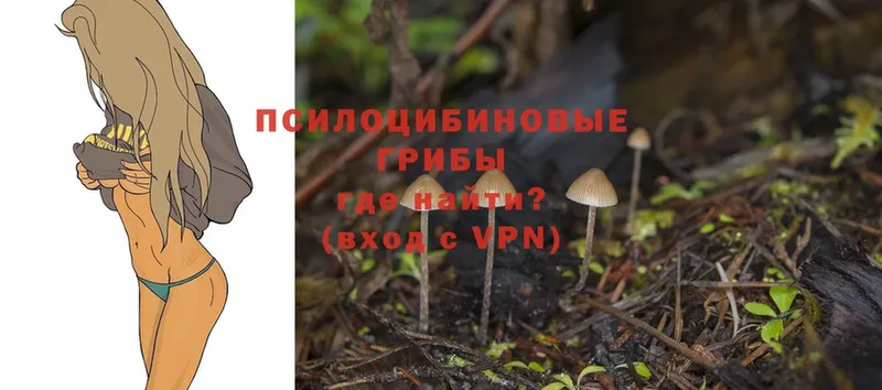 mega   Змеиногорск  Галлюциногенные грибы Psilocybe 